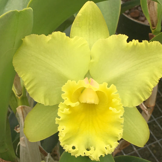 Rlc. Erin Kobayashi 'Lahaina Gold' AM/AOS (5.5" Pot) - Buds