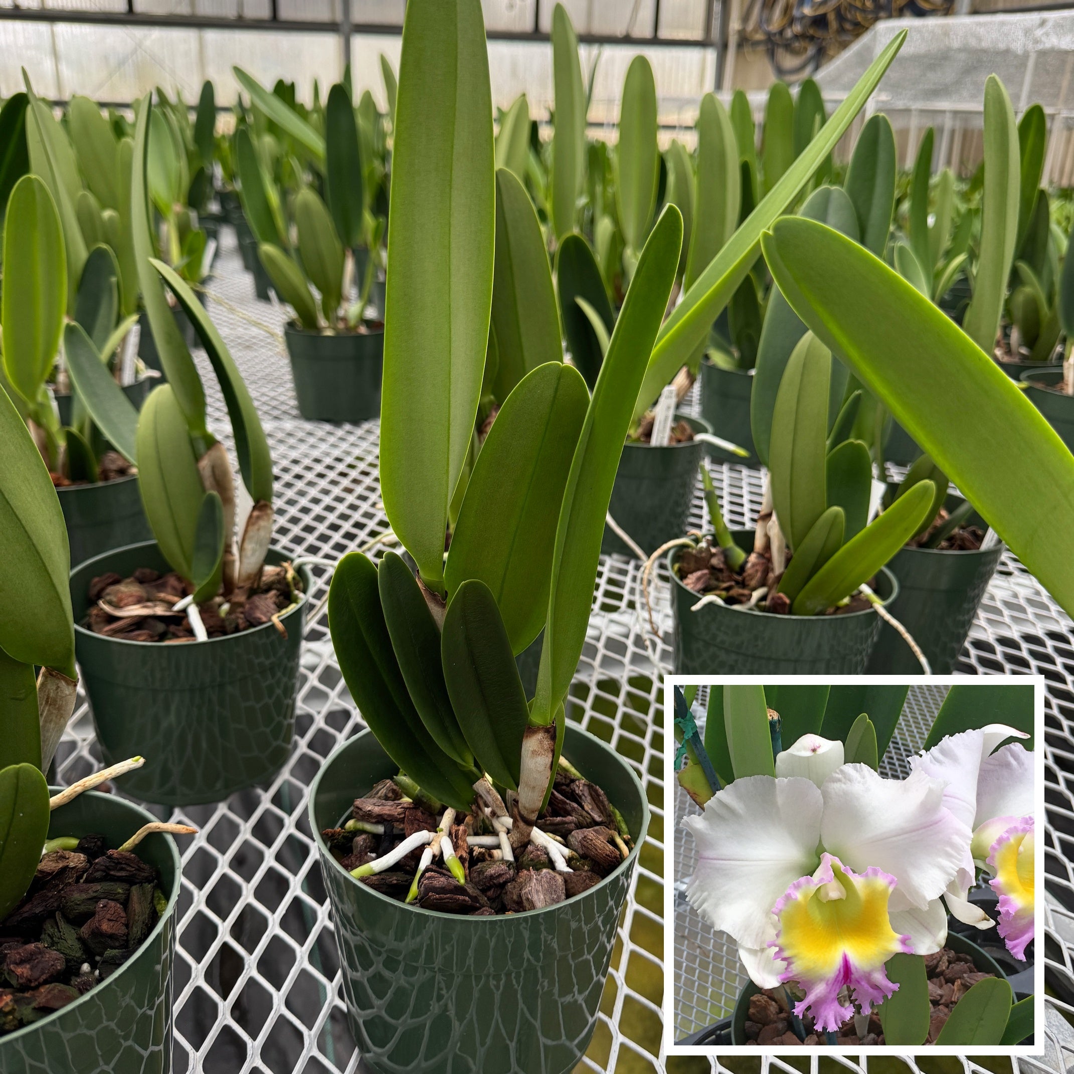 Rlc. Heavenly Sweet 'Volcano Queen' (5.5