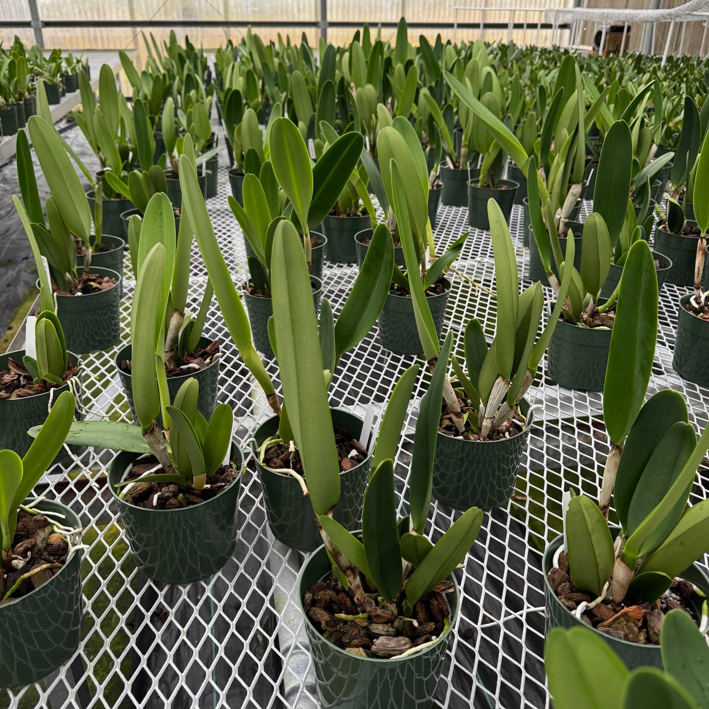 Rlc. Heavenly Sweet 'Volcano Queen' (5.5" Pot) -Not Blooming