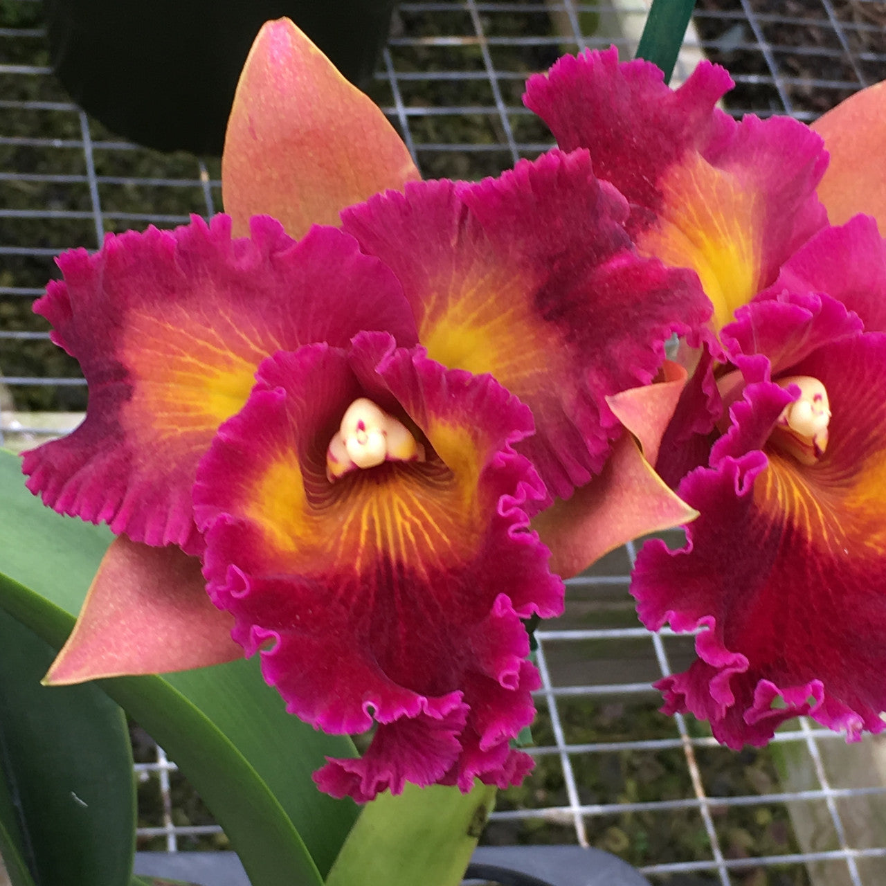 Rlc. Kilauea Sunrise 'Dark Splash' (5.5" Pot) -Not Blooming