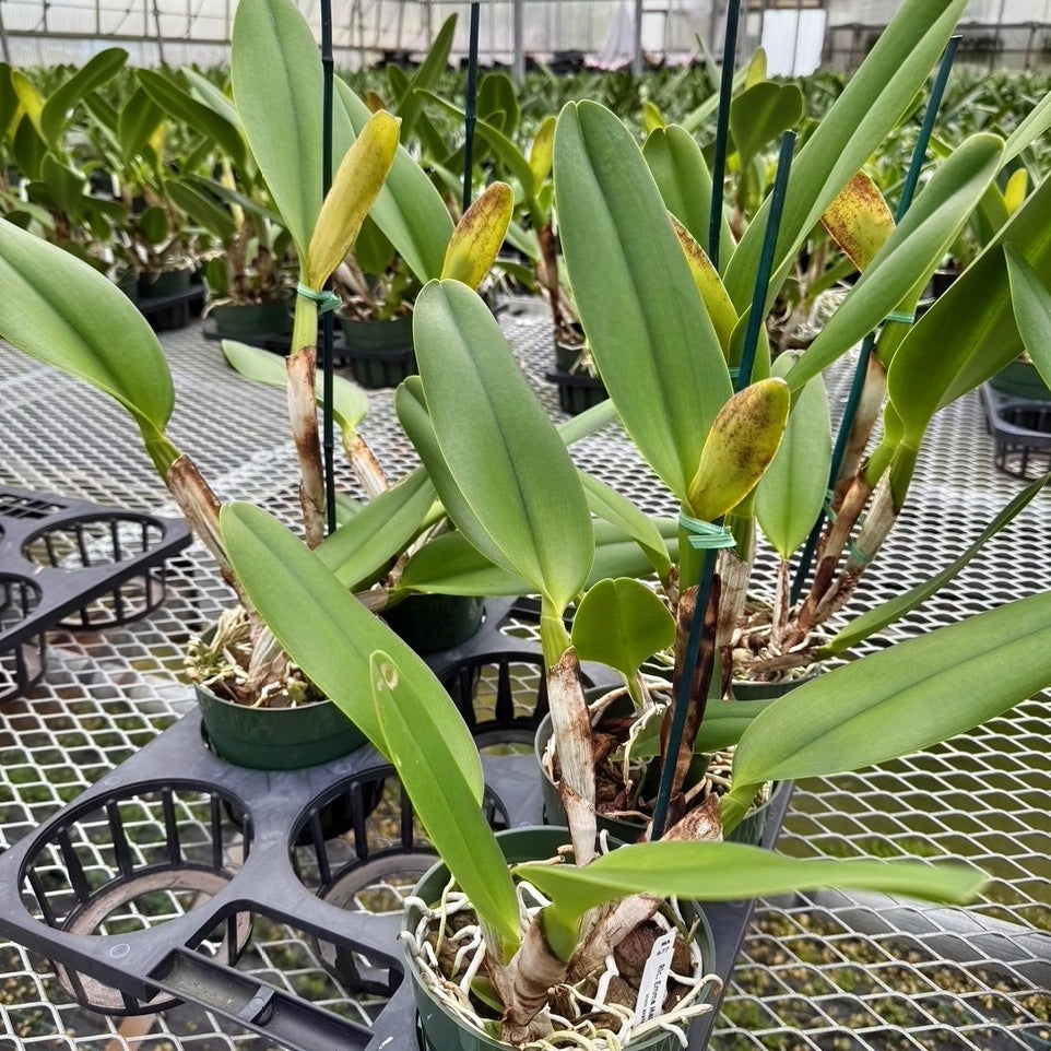 Rlc. Emma Marcos 'Volcano Queen' (5.5" Pot) - Buds