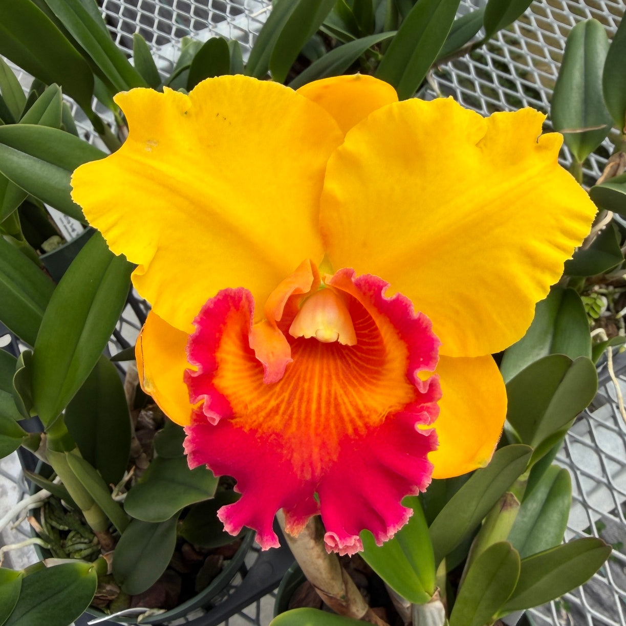 Rlc. Jirathip Sugi 'Volcano Queen' (5.5