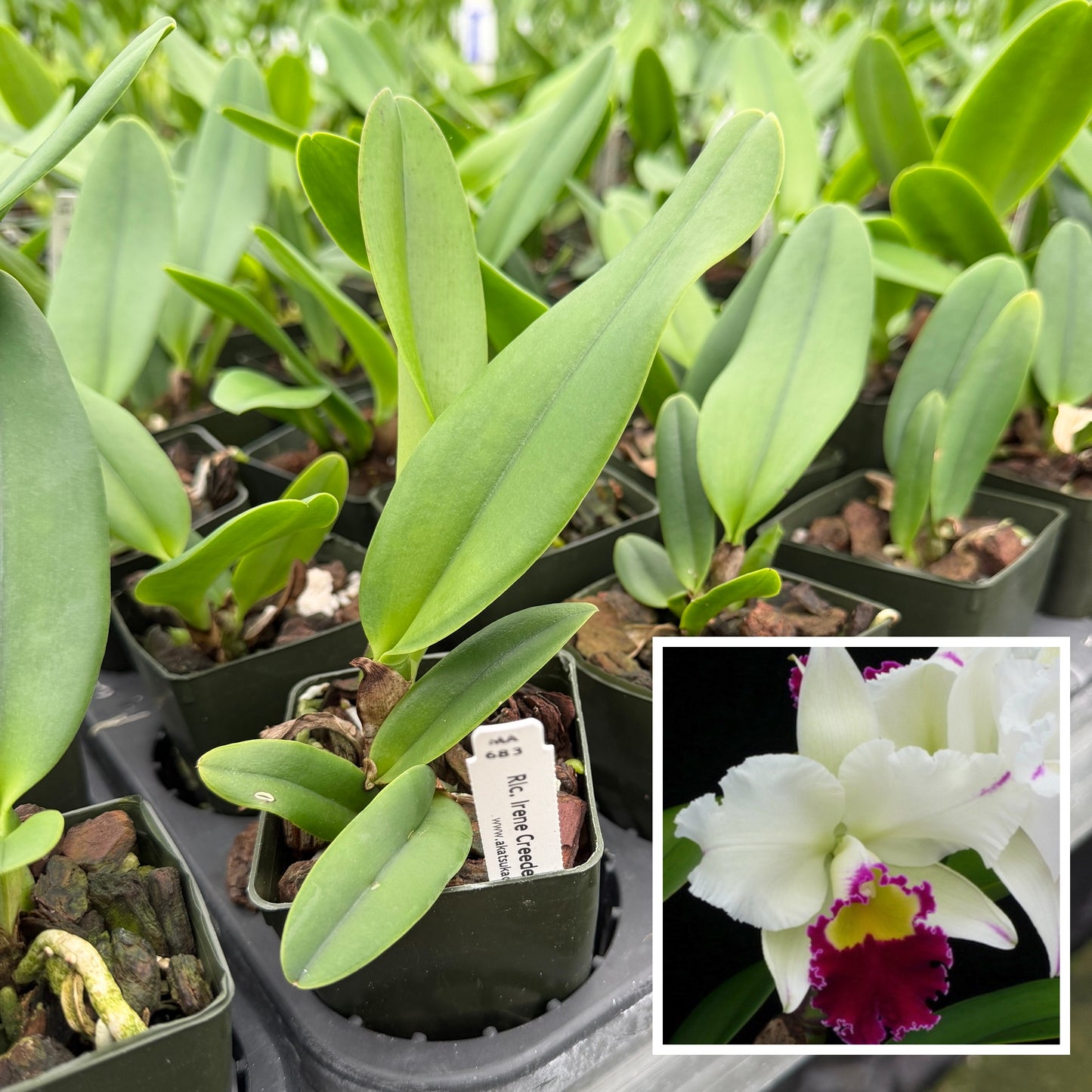 Rlc. Irene Creeden 'Volcano Queen' (Starter- 2.75" Pot)