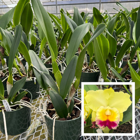 Rlc. Charlene Sau Yee Liu 'Volcano Prince' (5.5" Pot) - Not Blooming