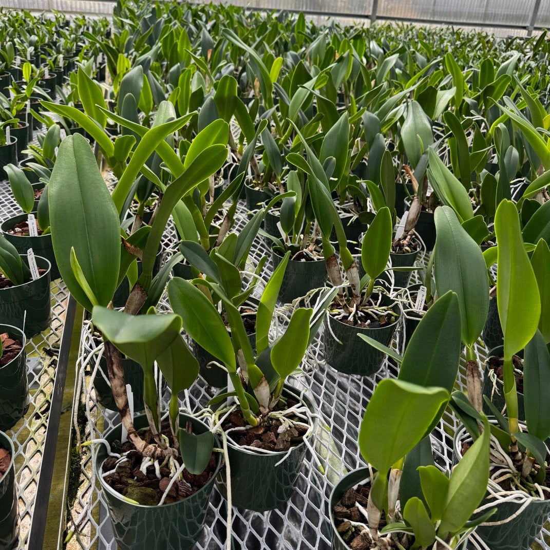 Rlc. Charlene Sau Yee Liu 'Volcano Prince' (5.5" Pot) - Not Blooming