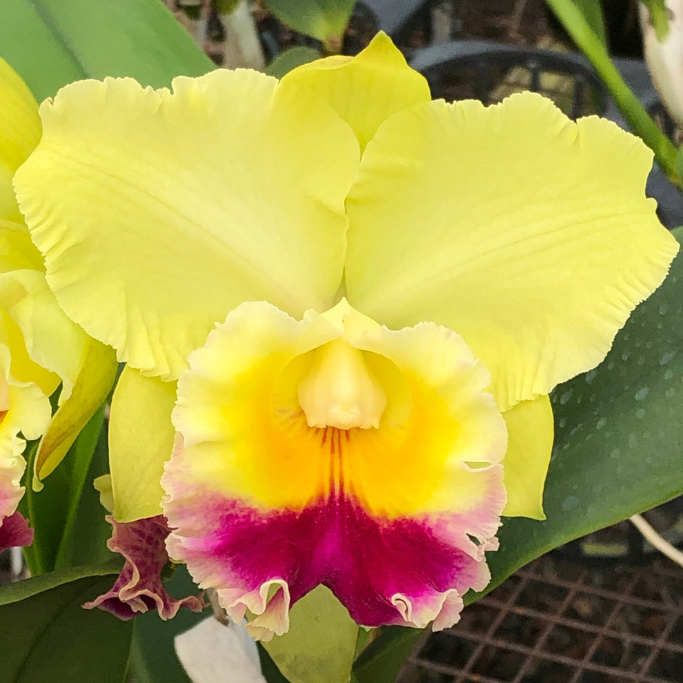 Rlc. Charlene Sau Yee Liu 'Volcano Prince' (5.5