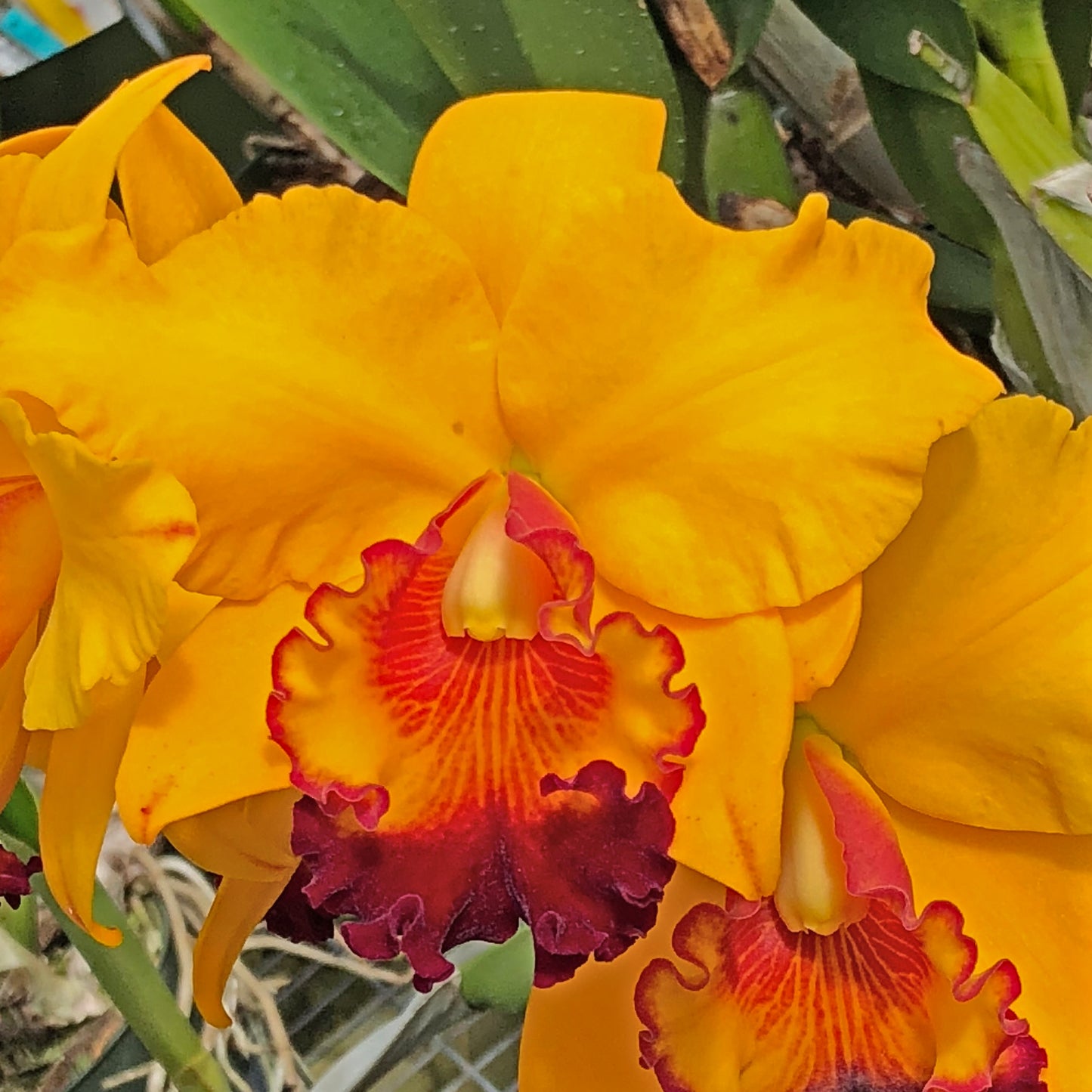 Rlc. Yuki Akatsuka 'Volcano Gold' FLASK (Cattleya Clone)
