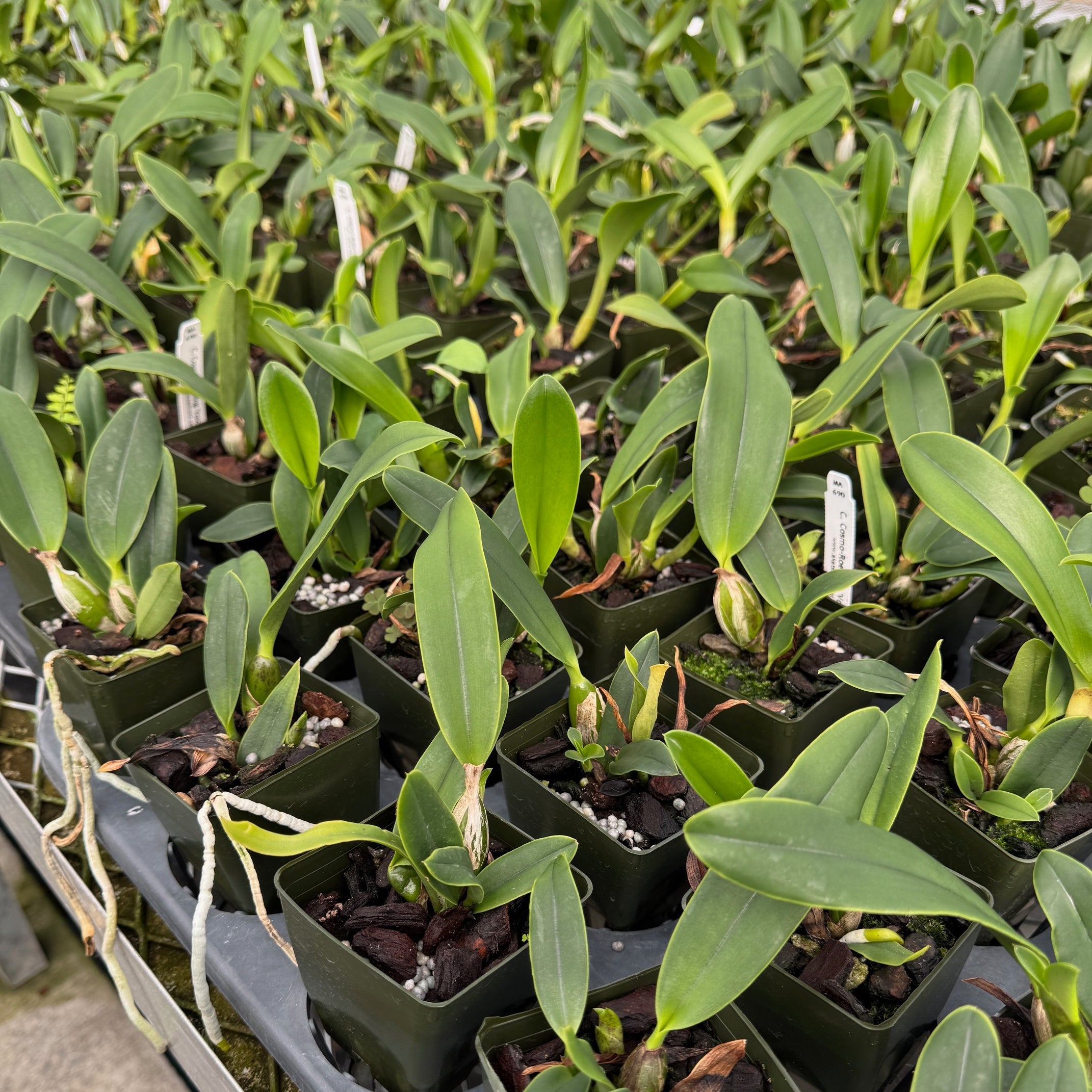 C. Cosmo-Roebling 'Volcano Queen' (Starter-2.75