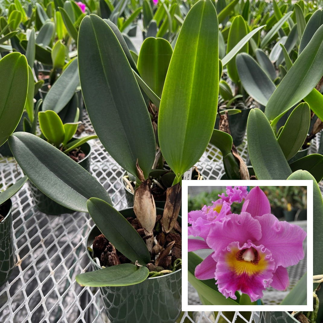 Rlc. Sayoko 'Volcano Queen' (5.5" Pot) -Not Blooming