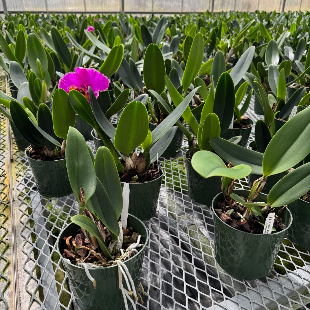 Rlc. Sayoko 'Volcano Queen' (5.5" Pot) -Not Blooming