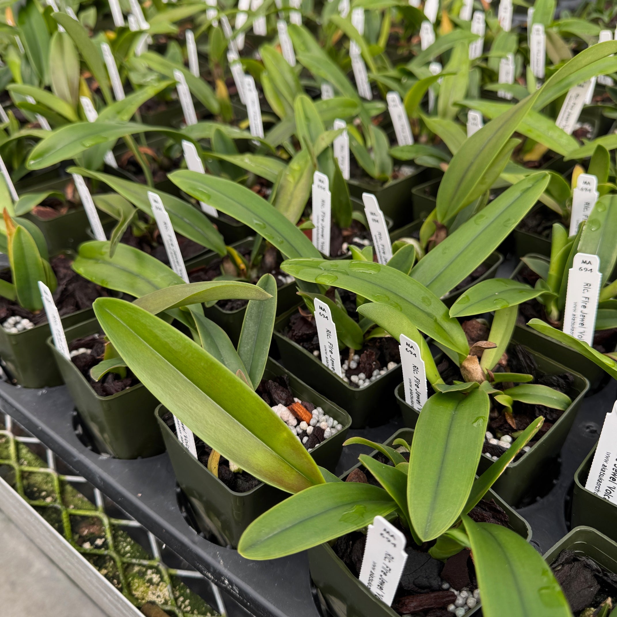 Rlc. Fire Jewel 'Volcano Orange' (Starter-2.75