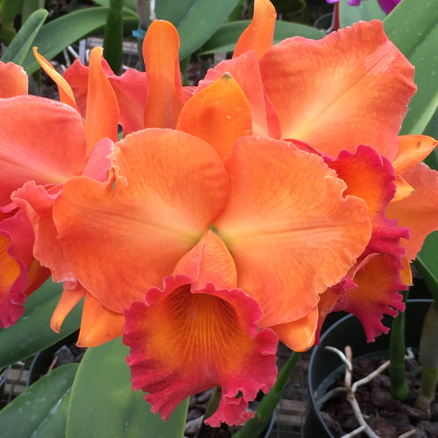 Rlc. Fire Jewel 'Volcano Orange' (Starter-2.75" Pot)