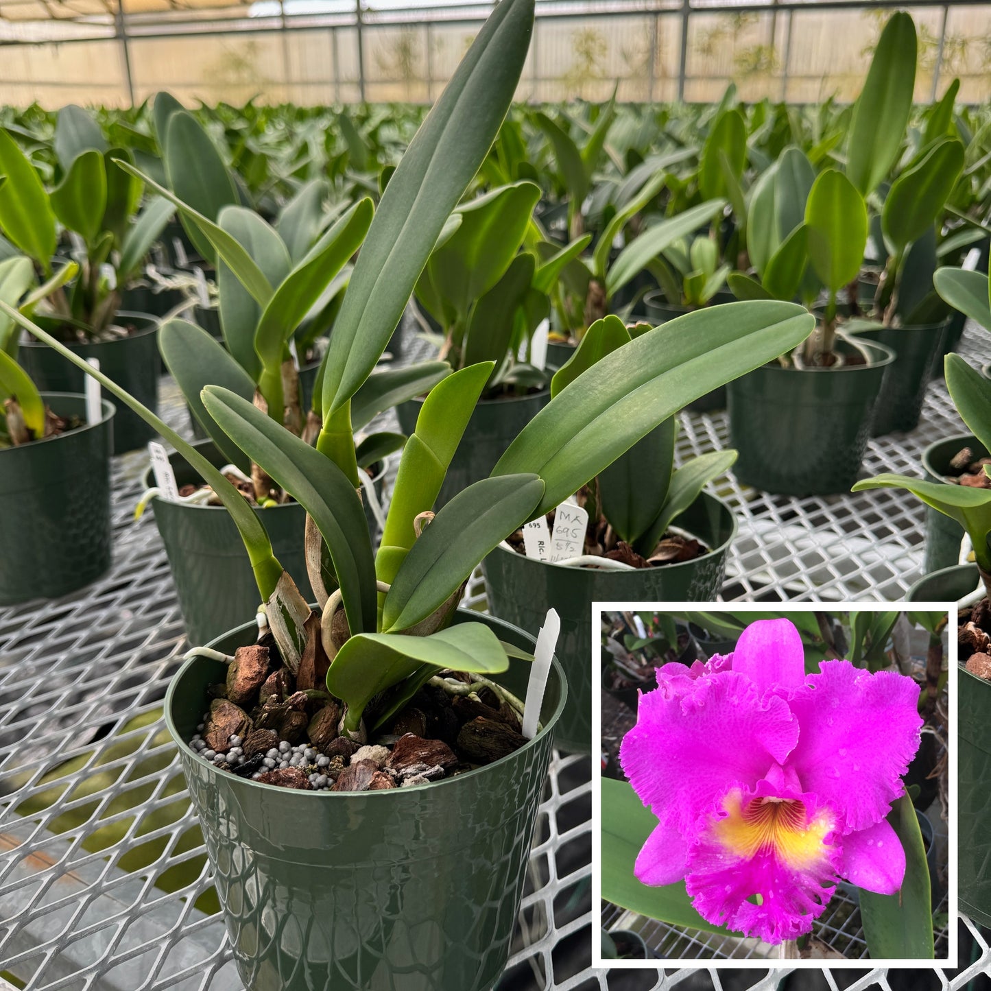 Rlc. Larry Nishikawa 'Volcano Princess' (5.5" Pot) -  Not Blooming