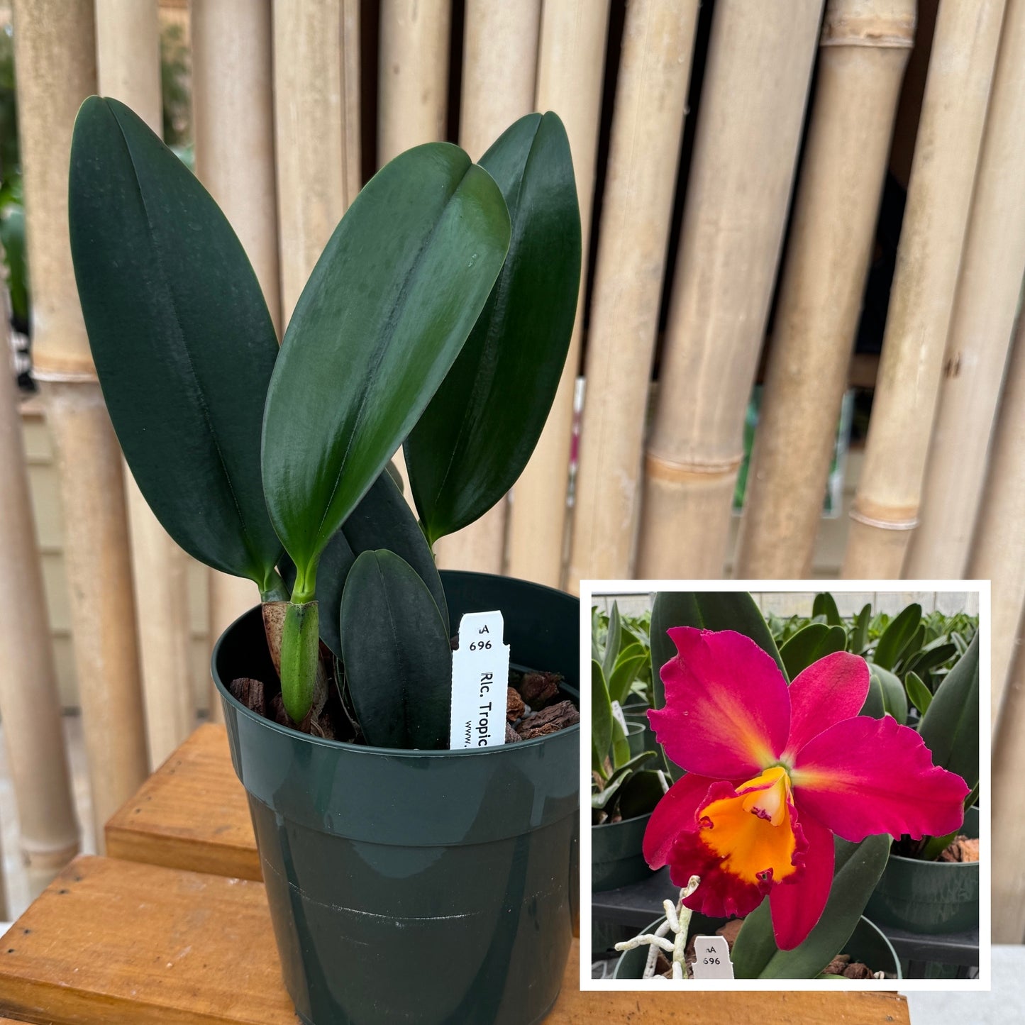 Rlc. Tropic Flame 'Volcano Queen' (5" Pot) - Not Blooming