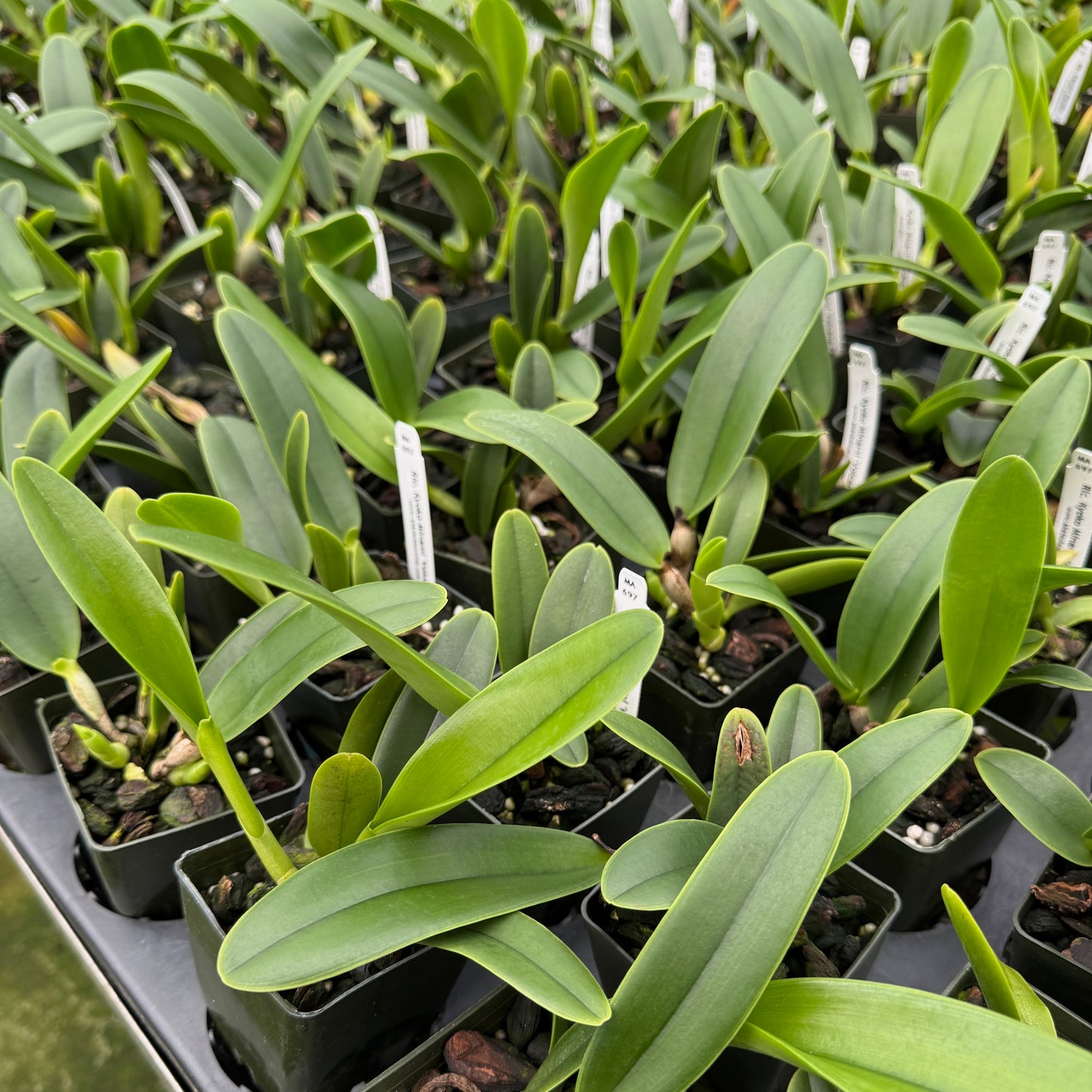 Rlc. Kyoko Minami 'Volcano Pink' (Starter-2.75" Pot)