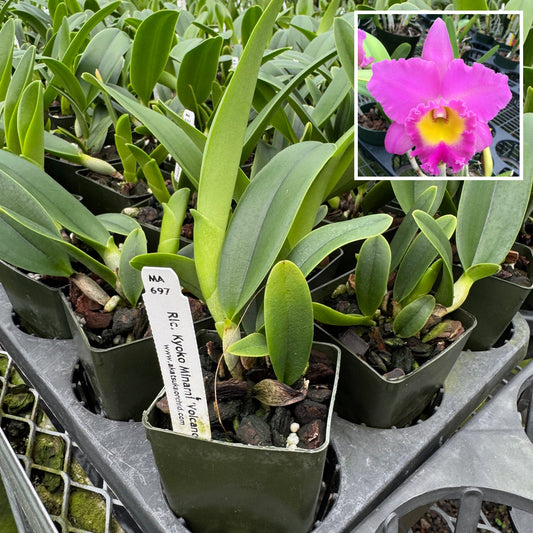 Rlc. Kyoko Minami 'Volcano Pink' (Starter-2.75" Pot)