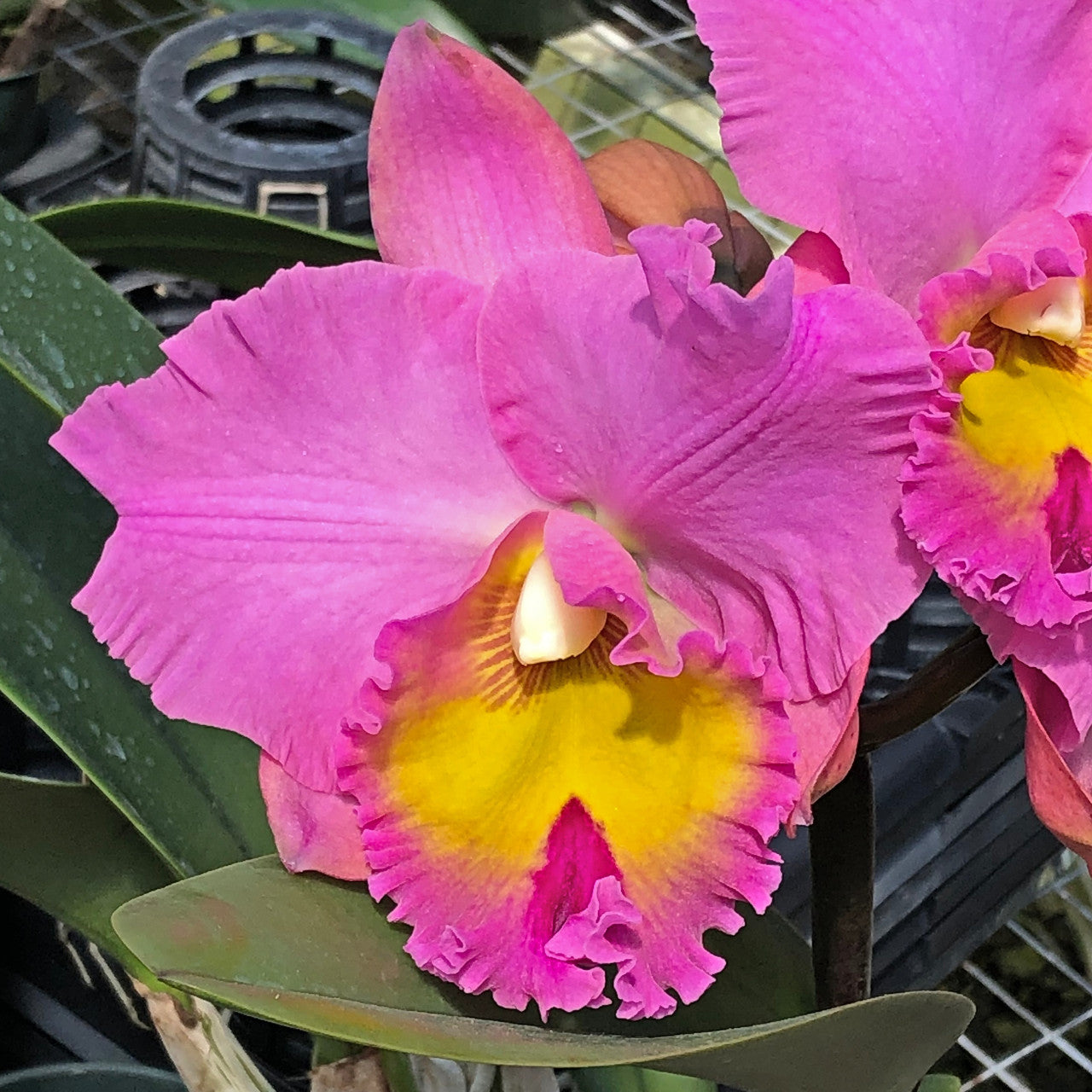 Rlc. Joyful Love 'Volcano Queen' (5.5
