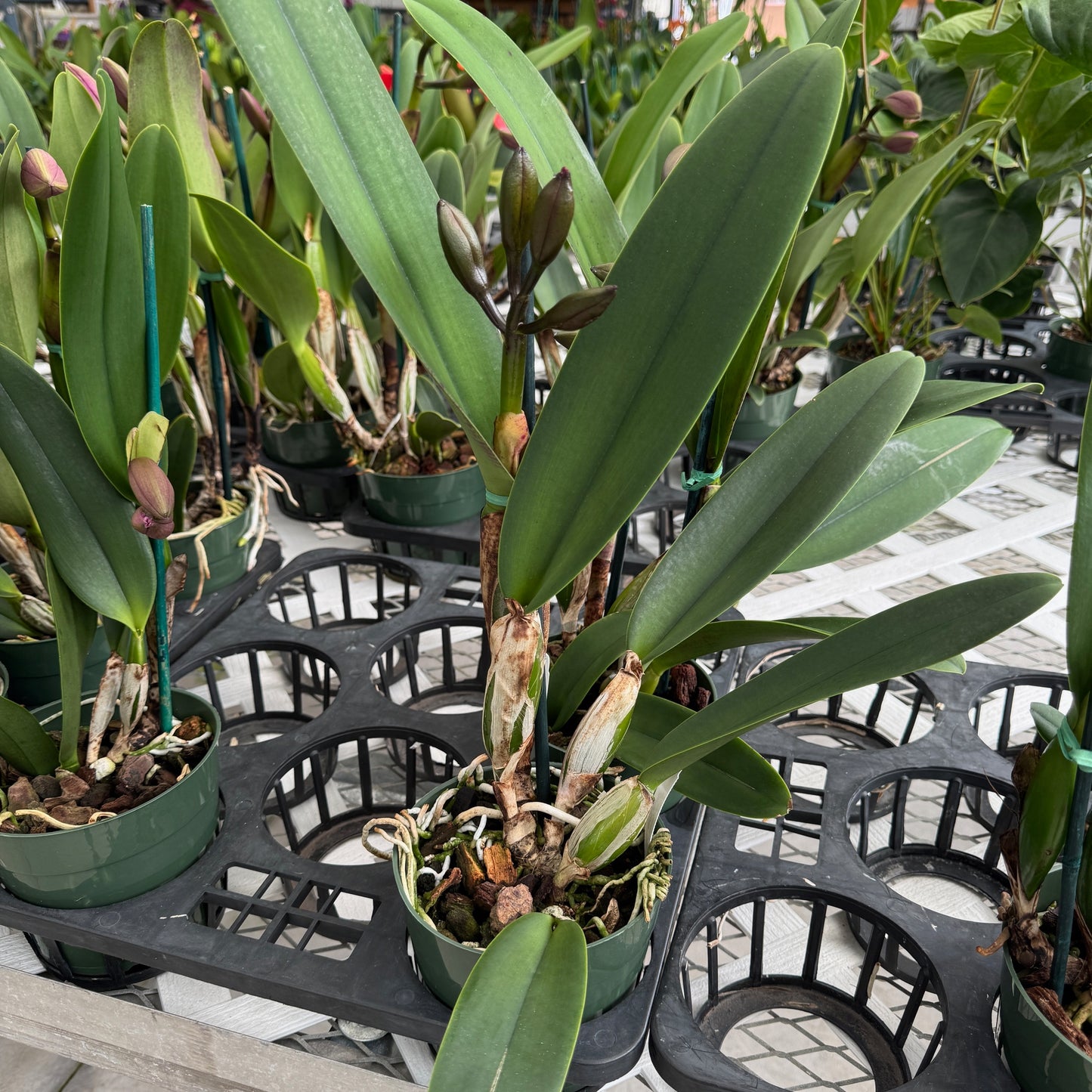 Rlc. Joyful Love 'Volcano Queen' (5.5" Pot) - Buds