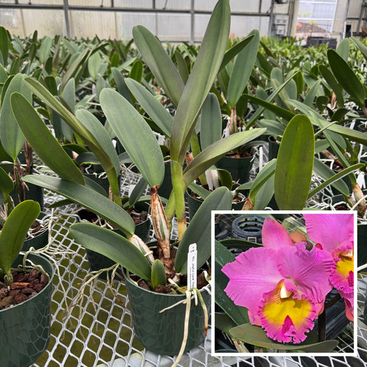 Rlc. Joyful Love 'Volcano Queen' (5.5" Pot) - Not Blooming