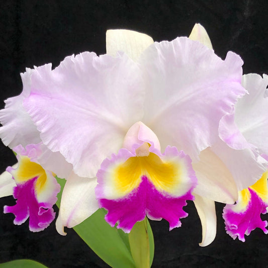 Rlc. Dreamspinner 'Volcano Queen' (5.5" Pot) - Buds