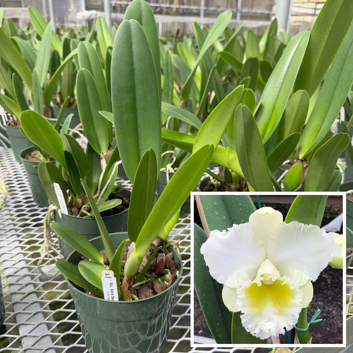 Rlc. Kona Beauty 'White' (5.5" Pot) - Not Blooming