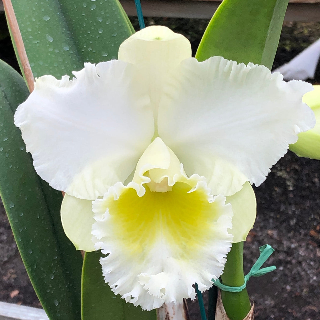 Rlc. Kona Beauty 'White' (Starter-2.75" Pot)
