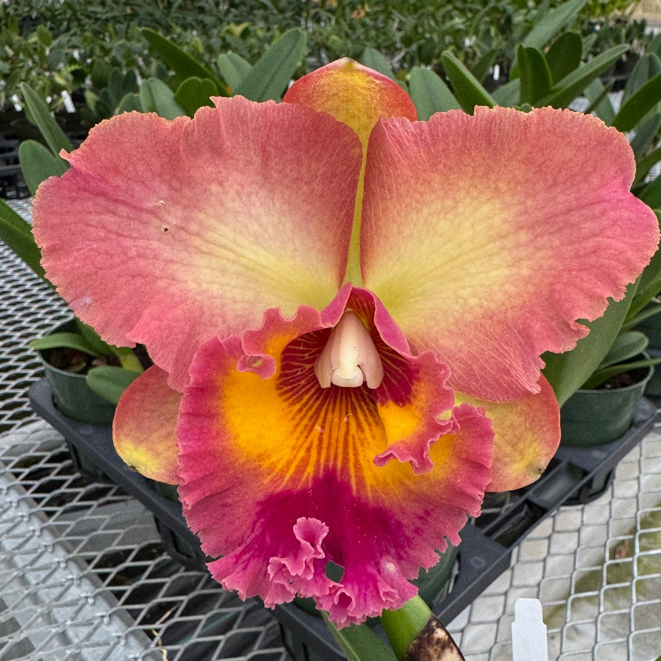 Rlc. Mem. Helen Krycz ‘Volcano Queen’ (5.5" Pot) - Not Blooming