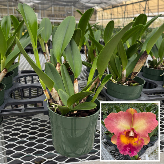 Rlc. Mem. Helen Krycz ‘Volcano Queen’ (5.5" Pot) - Not Blooming