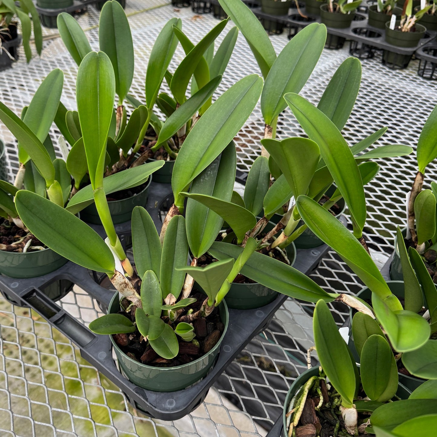 Rlc. Mem. Helen Krycz ‘Volcano Queen’ (5.5" Pot) - Not Blooming