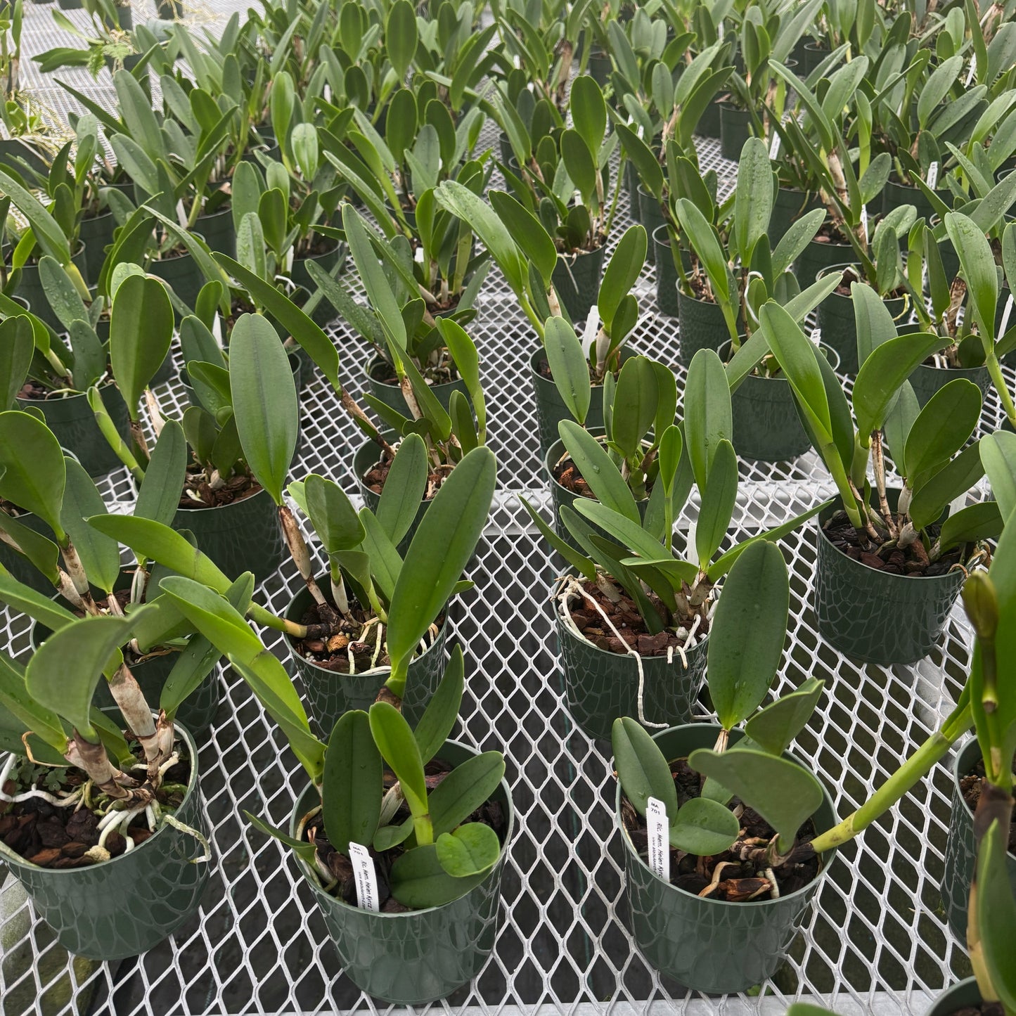 Rlc. Mem. Helen Krycz ‘Volcano Queen’ (5.5" Pot) - Not Blooming