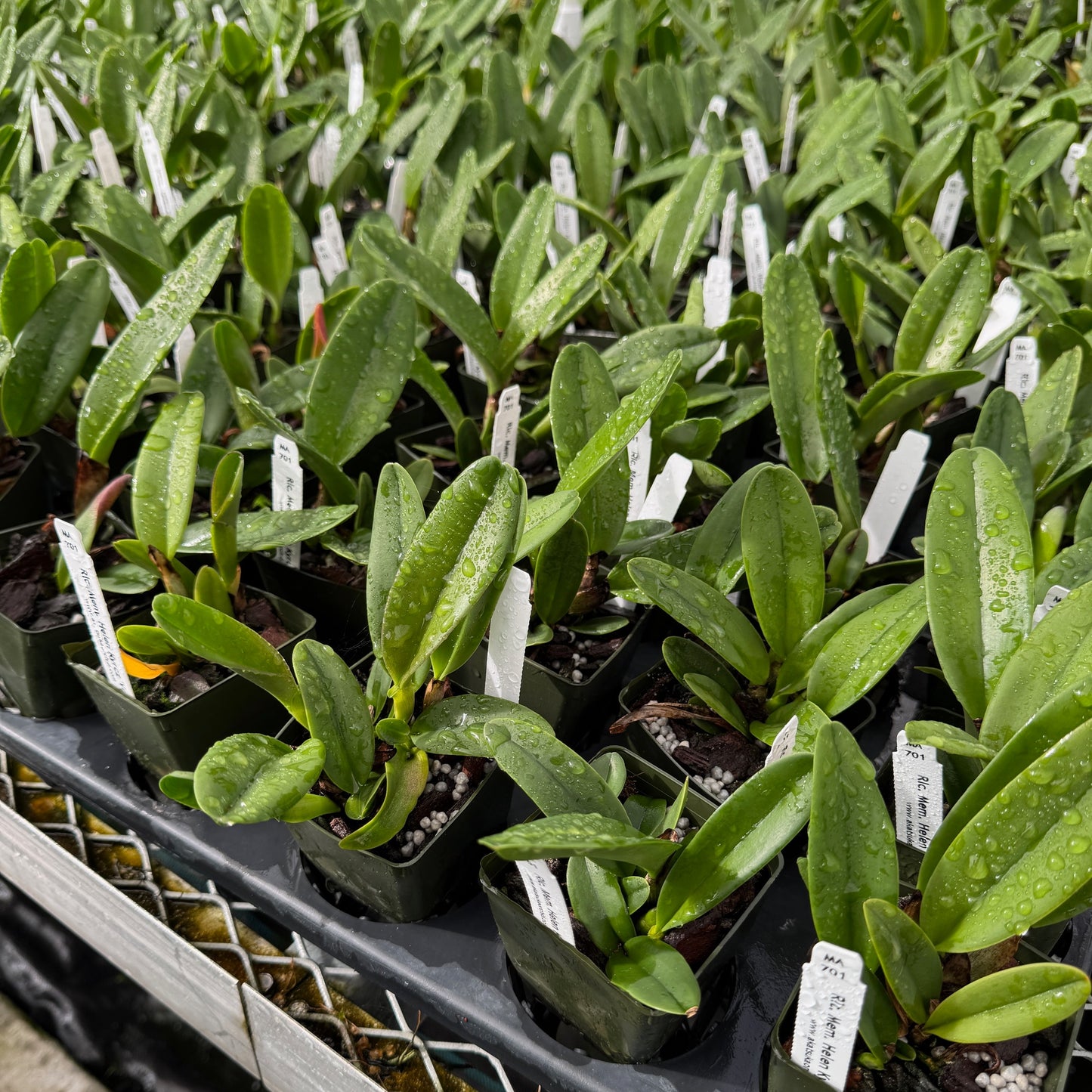 Rlc. Mem. Helen Kyrcz 'Volcano Queen' (Starter-2.75" Pot)