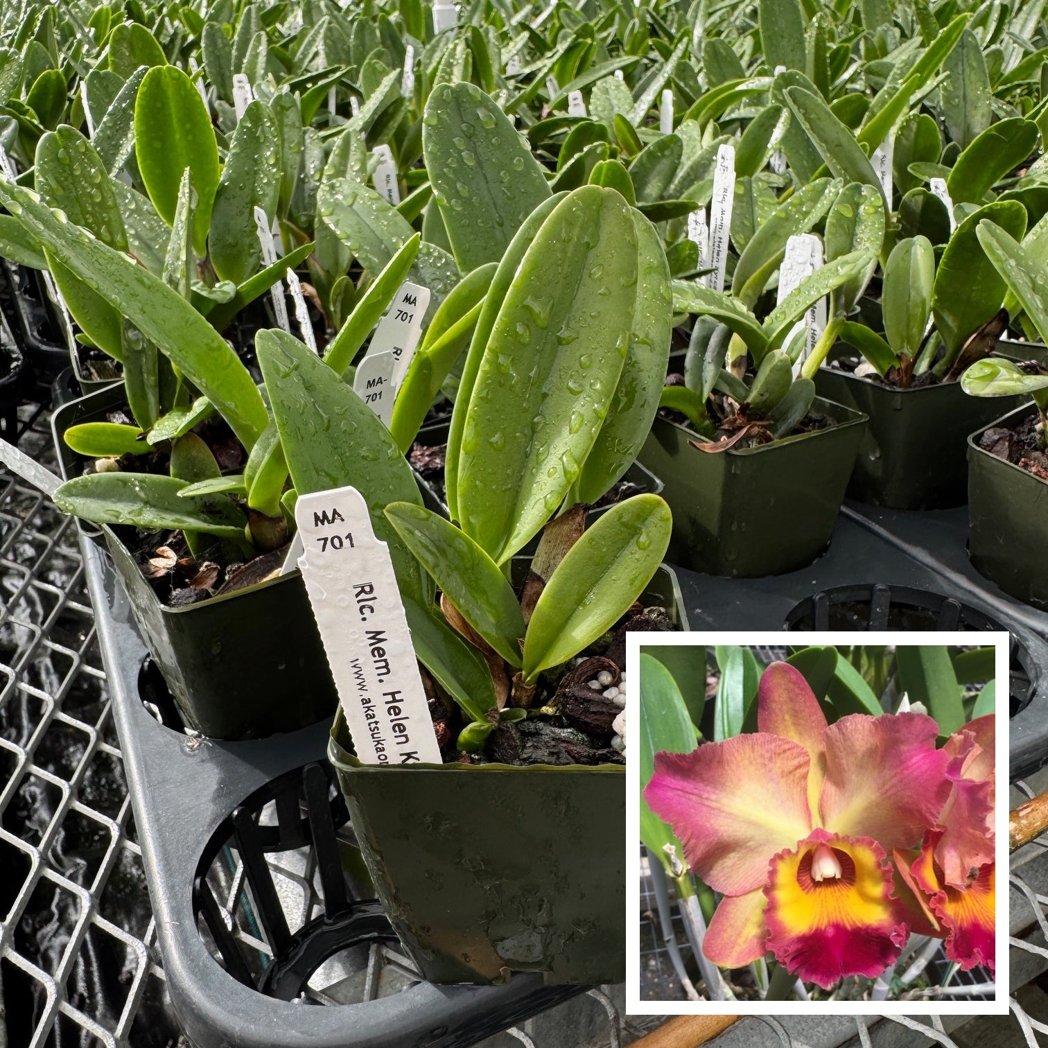 Young Orchids – Akatsuka Orchid Gardens