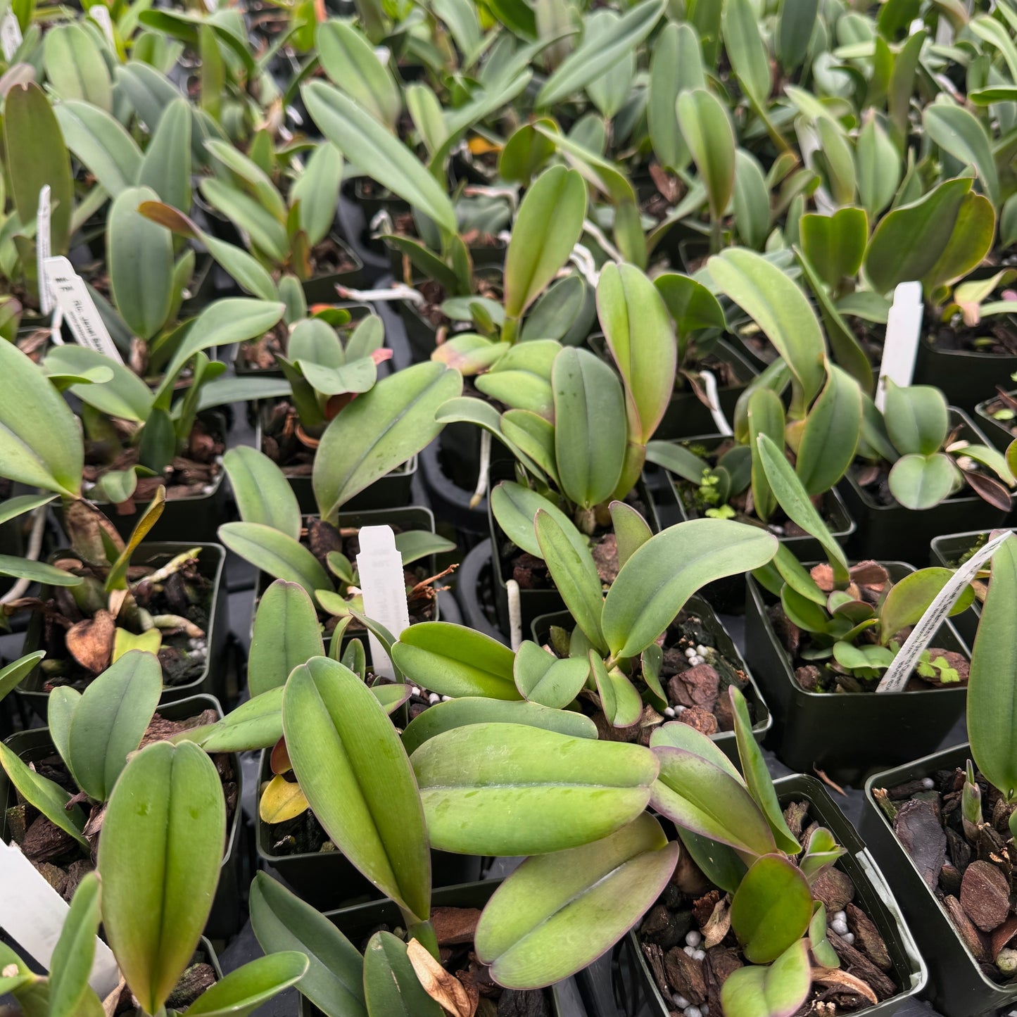 Rlc. Janet Sakamoto 'Volcano Queen' (Starter-2.75" Pot)