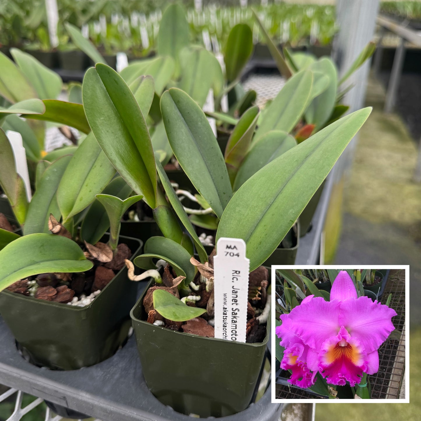 Rlc. Janet Sakamoto 'Volcano Queen' (Starter-2.75" Pot)