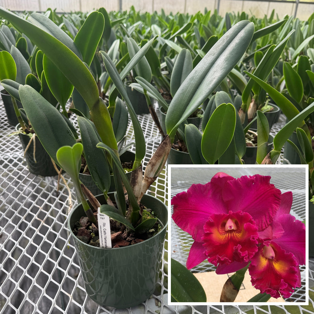 Rlc. Cathi Yamanaka 'Volcano Queen' (5.5" Pot) - Not Blooming
