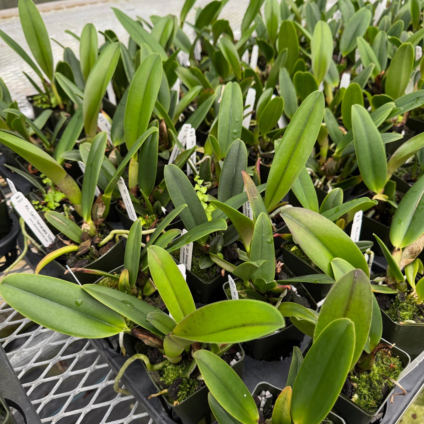 Rlc. Cathi Yamanaka 'Volcano Queen' (Starter-2.75" Pot)