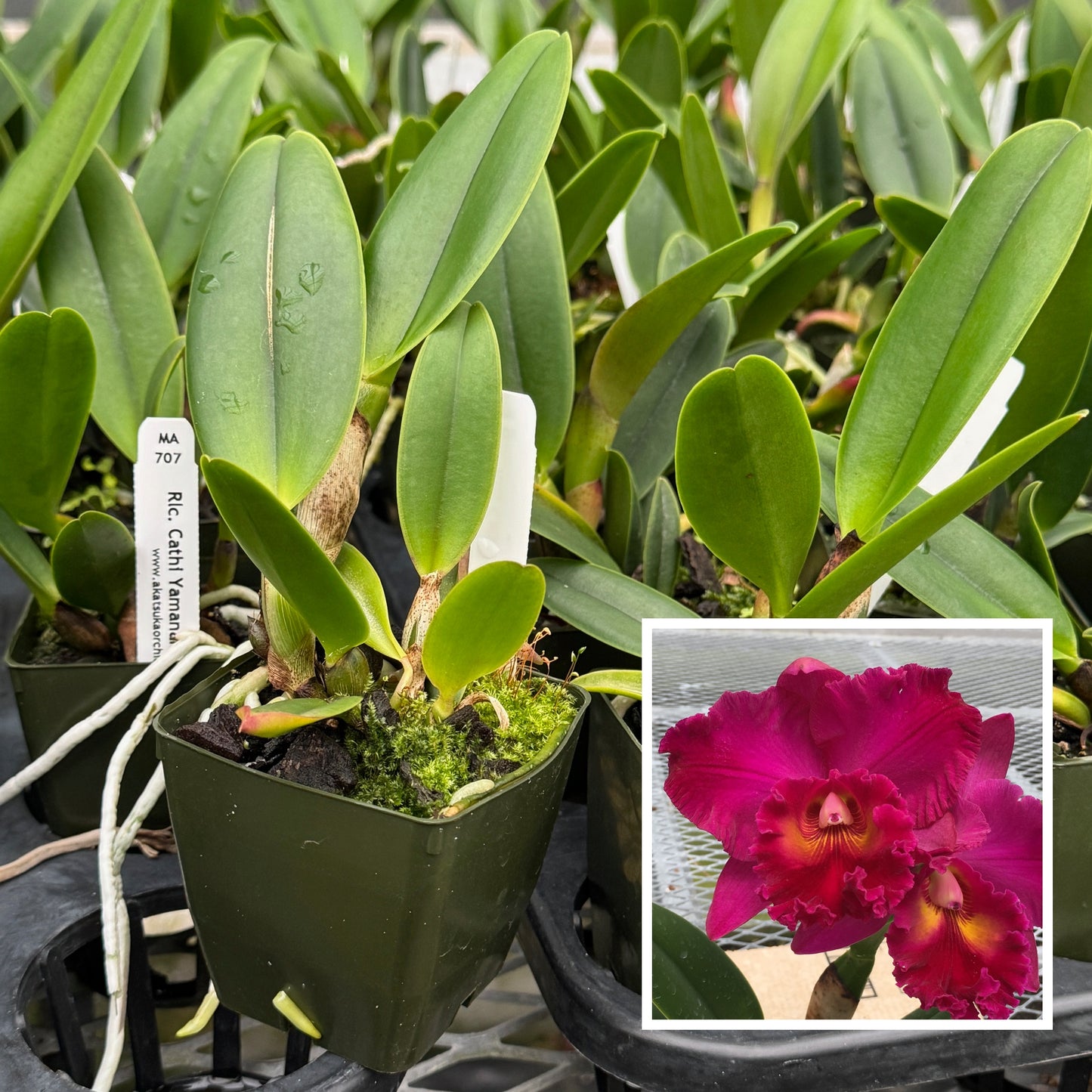 Rlc. Cathi Yamanaka 'Volcano Queen' (Starter-2.75" Pot)