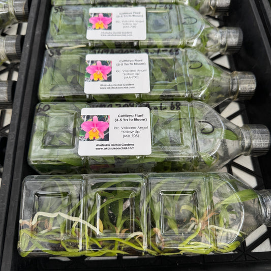 Rlc. Volcano Angel 'Yellow Lip' FLASK (Clone)