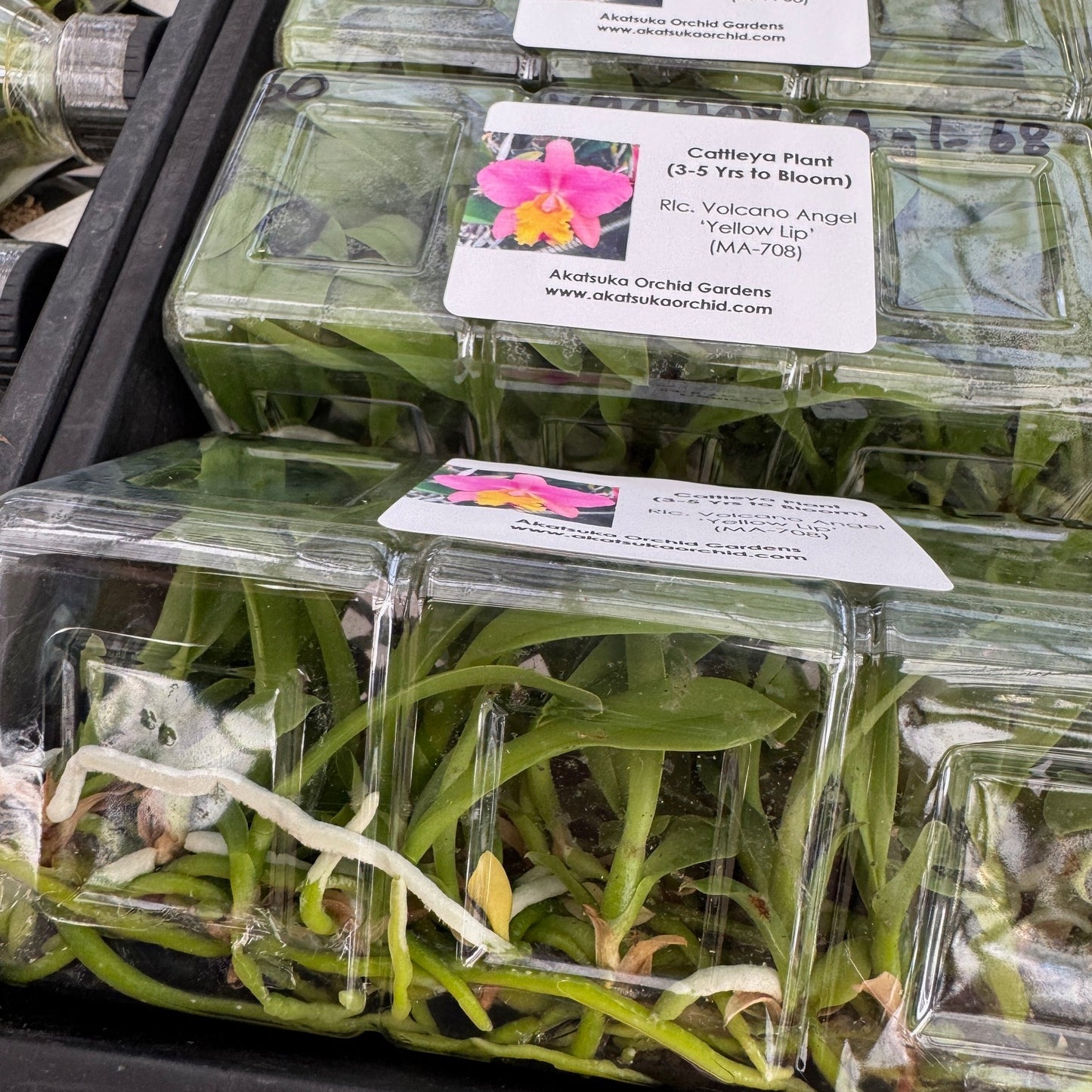 Rlc. Volcano Angel 'Yellow Lip' FLASK (Clone)