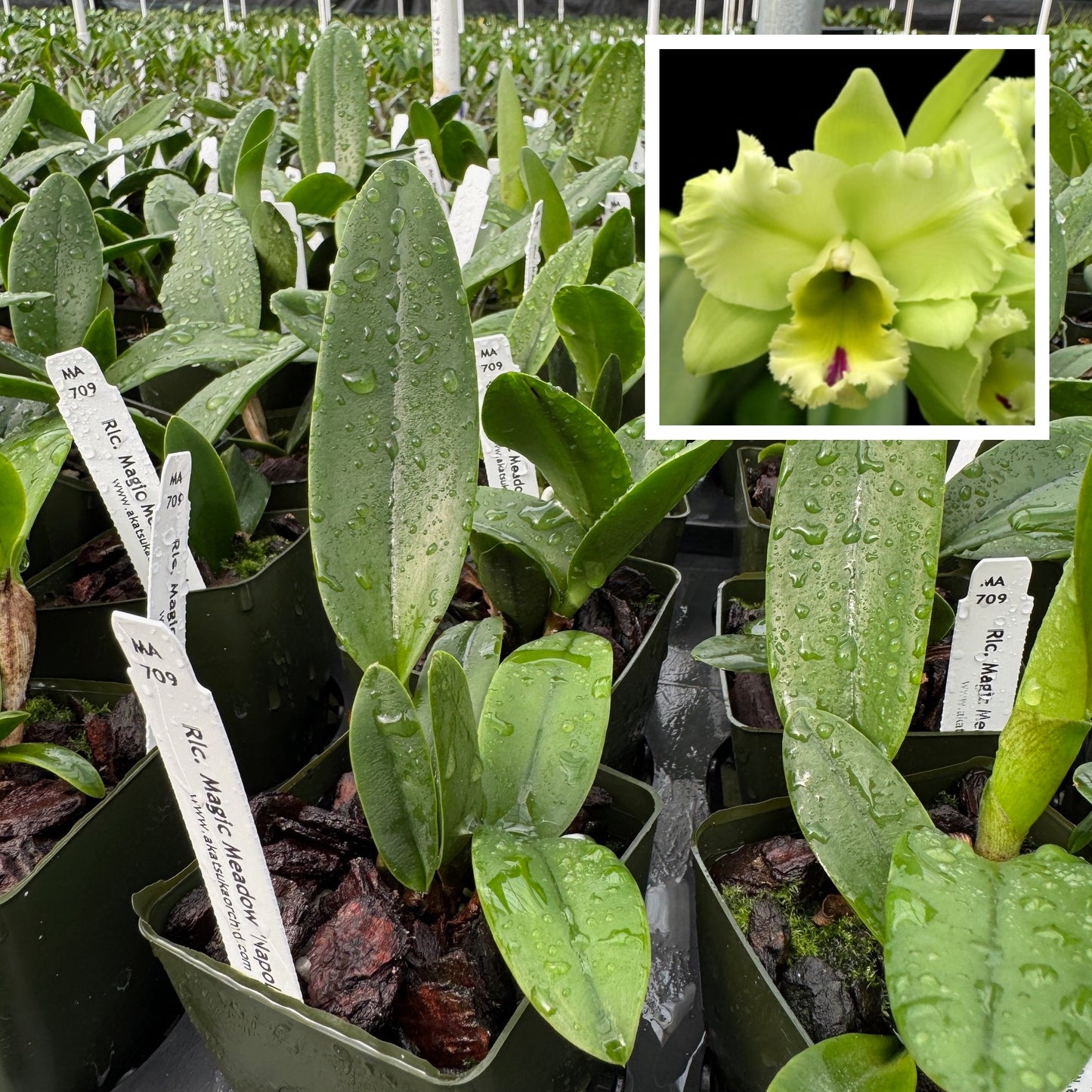 Rlc. Magic Meadow 'Napoleon' (Starter- 2.75" Pot)