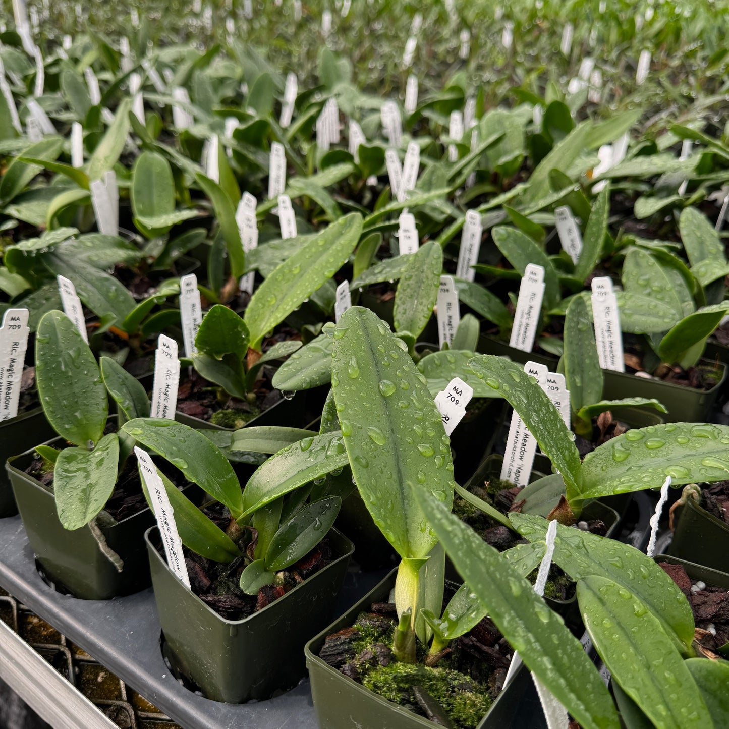 Rlc. Magic Meadow 'Napoleon' (Starter- 2.75" Pot)
