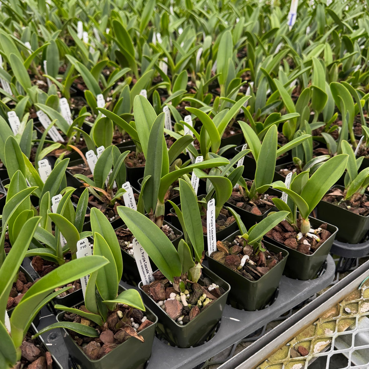 Lc. Purple Cascade 'Volcano Queen' (Starter-2.75" Pot)