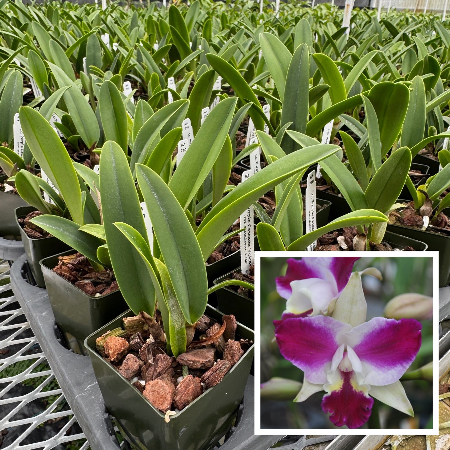 Lc. Purple Cascade 'Volcano Queen' (Starter-2.75" Pot)