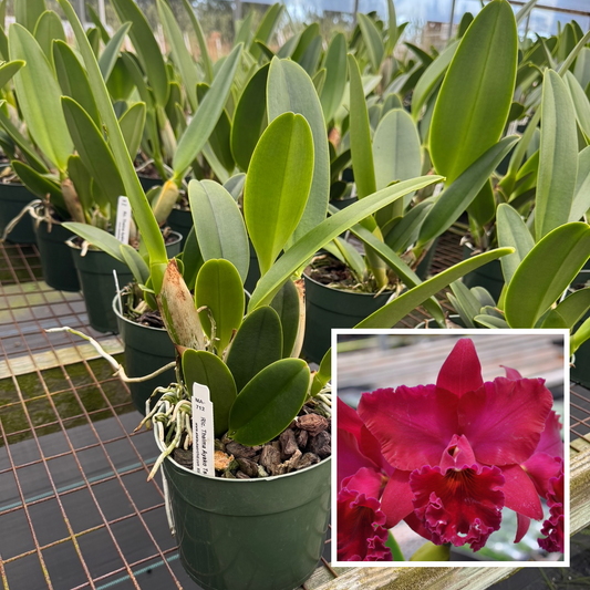 Rlc. Thelma Ayako Tsukamoto 'Volcano Queen' (5.5" Pot) - Not Blooming