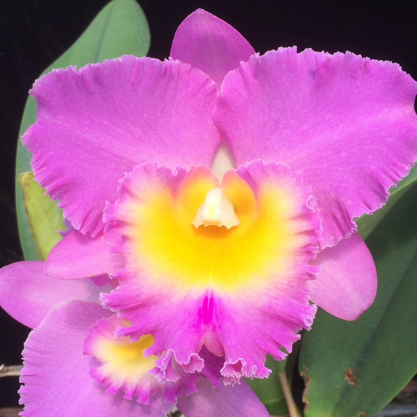 Rlc. Mary Lupi 'Volcano Pink' (Starter-2.75" Pot)