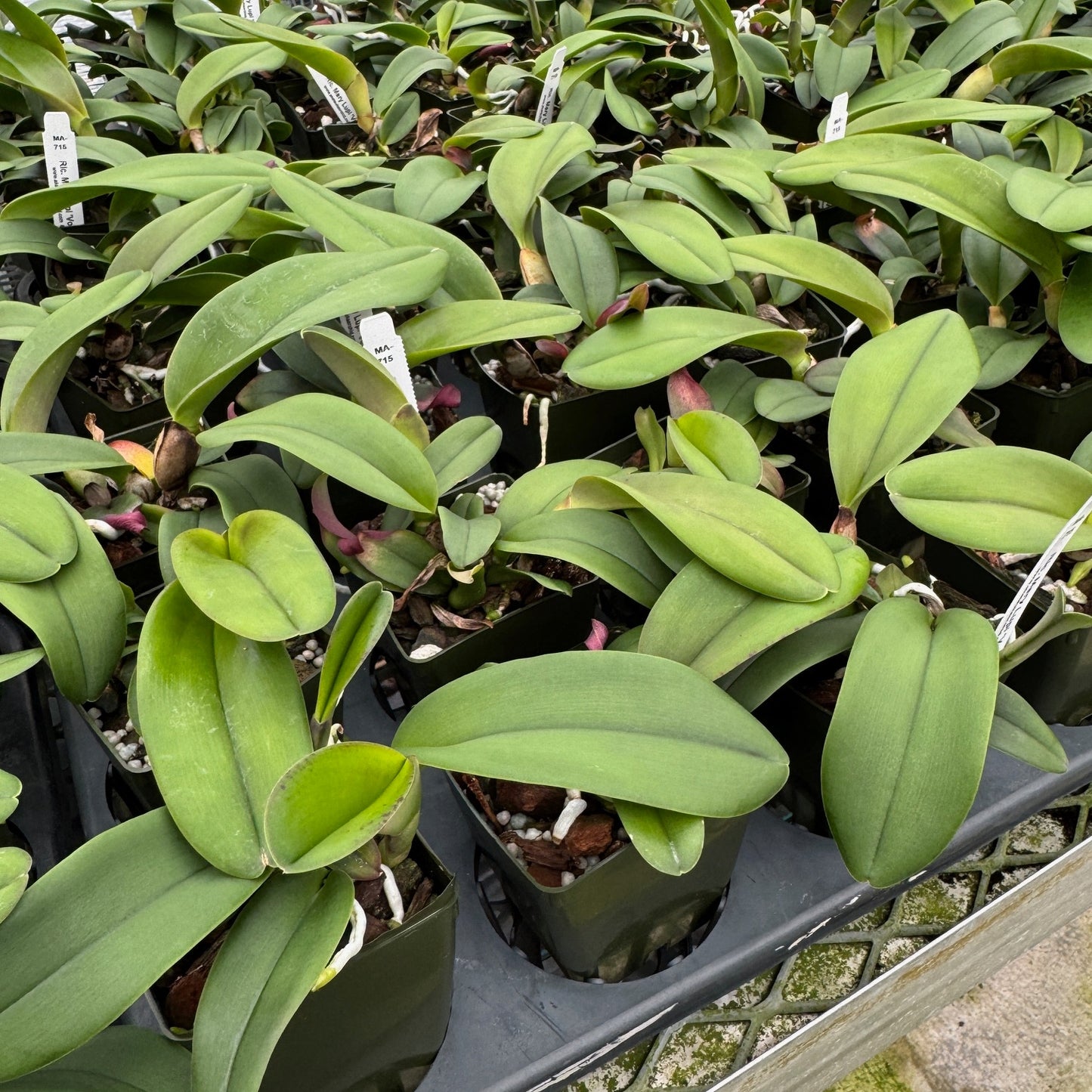 Rlc. Mary Lupi 'Volcano Pink' (Starter-2.75" Pot)