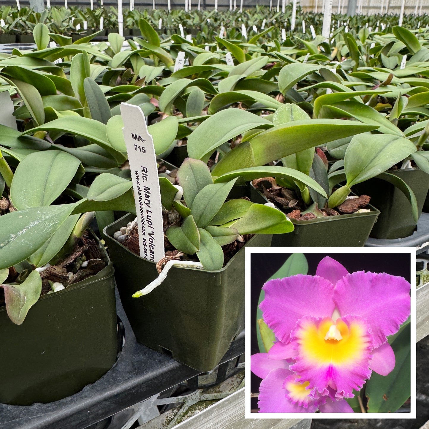 Rlc. Mary Lupi 'Volcano Pink' (Starter-2.75" Pot)