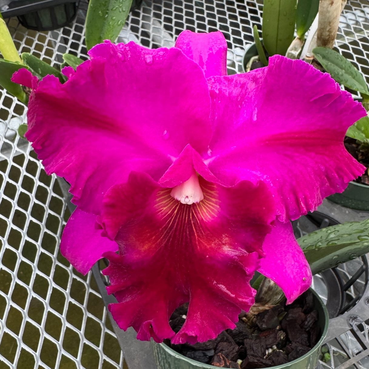 Rlc. Marsha T. Tsuruda 'Volcano Queen' (5.5" Pot) - Buds