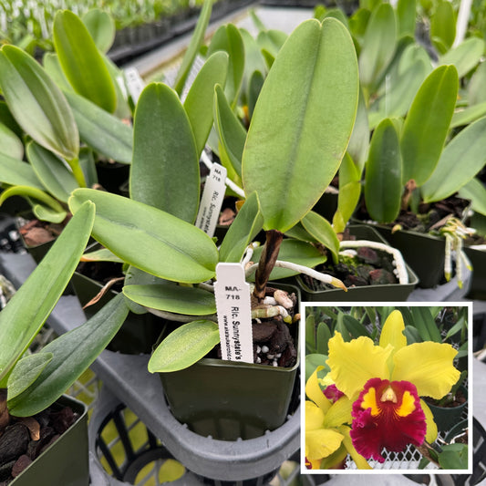 Rlc. Sunnystate's Spring Dawn 'Volcano Queen' (Starter-2.75" Pot)