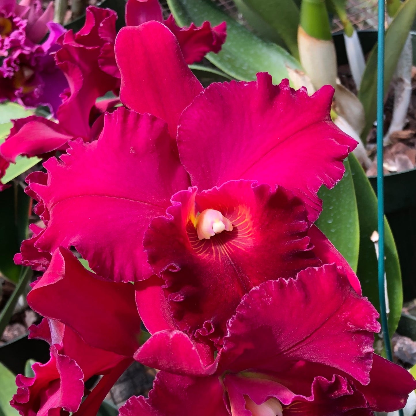 Rlc. Yoko Japan 1 'Volcano Queen' FLASK (Cattleya Clone)